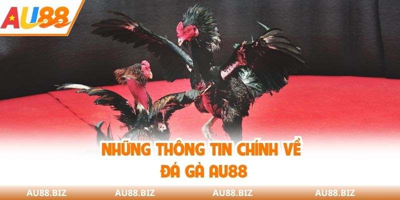 Những thông tin chính về đá gà AU88